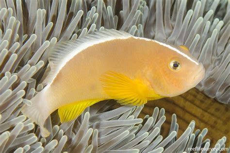 Amphiprion akallopisos .